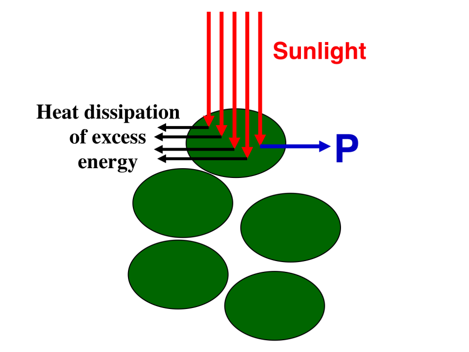 Schematic presentation of incident sunlight absorption and processing by fully pigmented (dark green) microalgae in a high-density culture.
