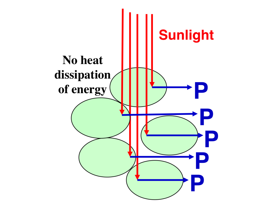 Schematic presentation of incident sunlight absorption and processing through cells with a truncated chlorophyll antenna size. 