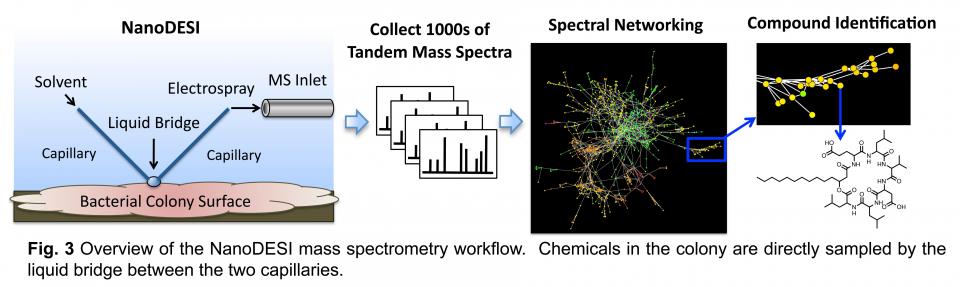 FIg. 3 Overview of the NanoDESI mass spectrometer workflow. Chemicals in the colony are directly sampled by the liquid bridge between the two capillaries