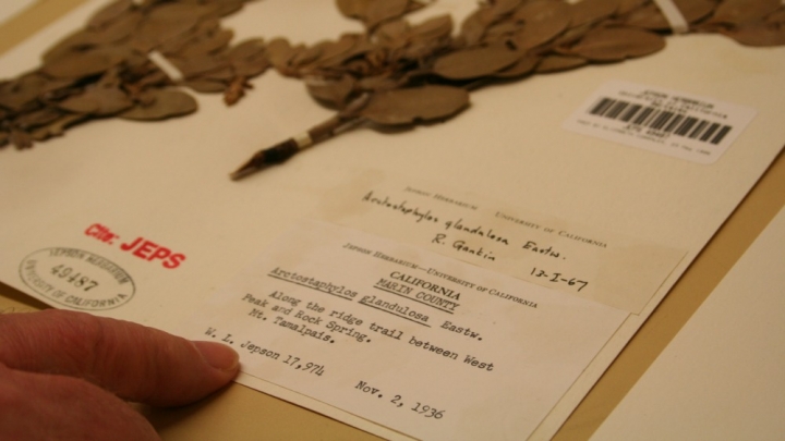 A manzanita specimen from 1936 housed at the University and Jepson Herbaria at the University of California, Berkeley. Credit: John Upton/Climate Central