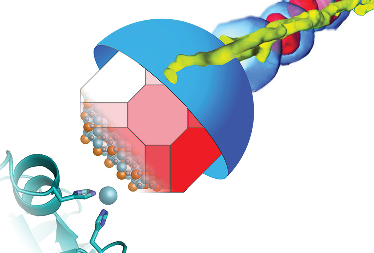 An inactivated protein, MamO (lower left), shepherds iron atoms directly to the growing magnetite crystal (red), which forms inside a membrane compartment (blue). The yellow filaments are proteins that organize the crystals into chains in the cell. The chain of magnets helps the bacteria align with Earth’s magnetic field. David Hershey image, UC Berkeley.