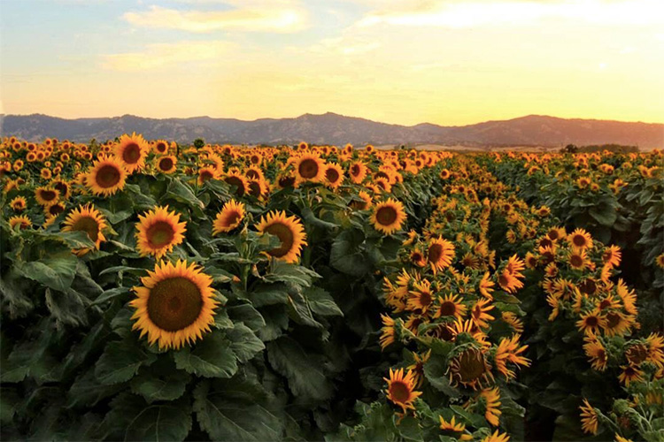 A field of sunflowers in Yolo County, California. (Photo by Chris Nicolini, UC Davis)