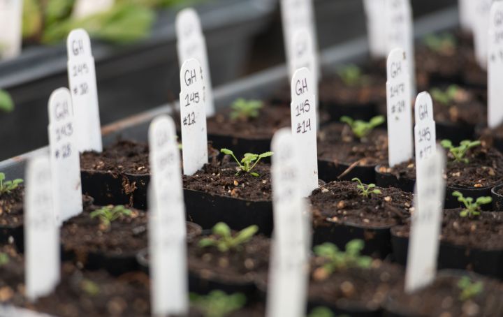 Image of Arabidopsis sprouting at Oxford Tract