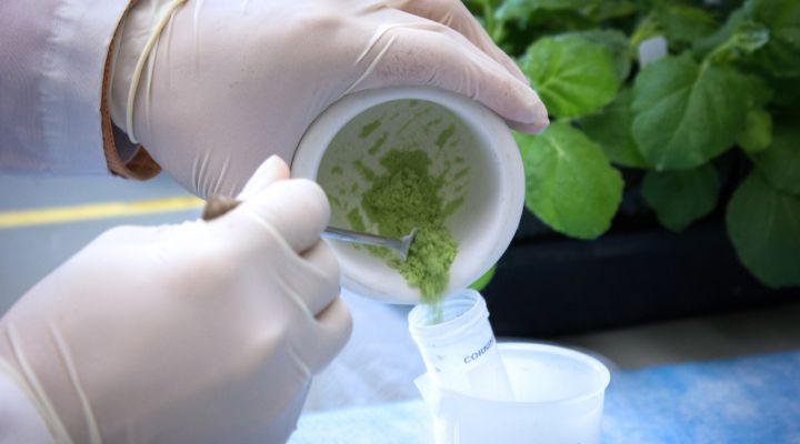 gloved researcher hands emptying a green substance from a mortar and pestle