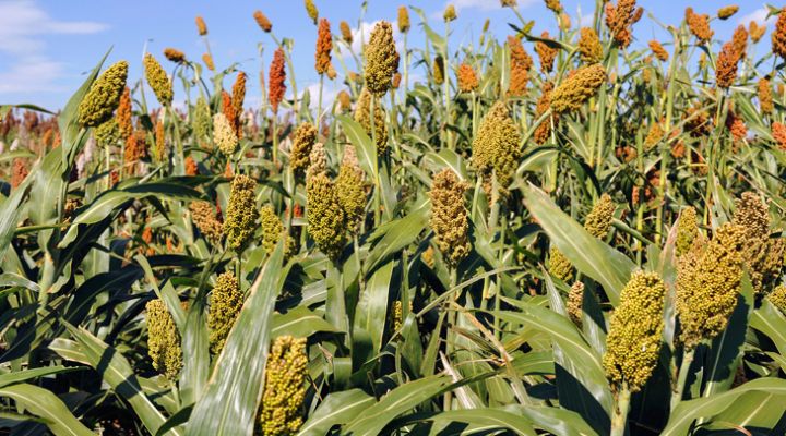sorghum in a field with a blue sky background