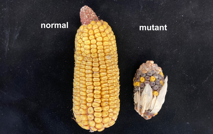 New research identifies key gene in maize domestication | Plant ...