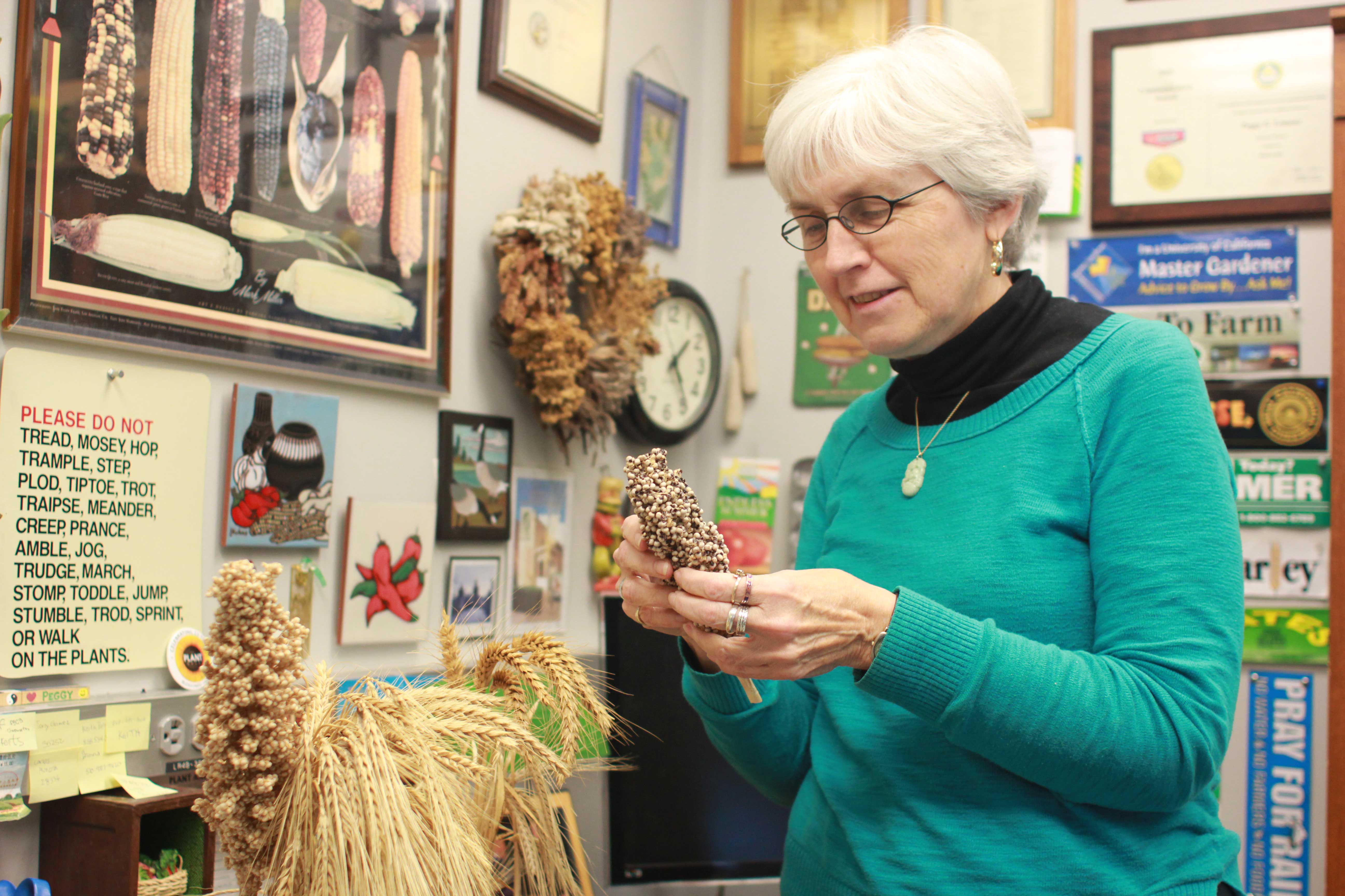 Peggy Lemaux holding some grains in her office.