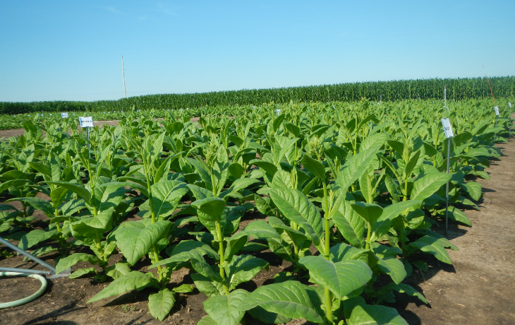 Soybeans growing outdoors