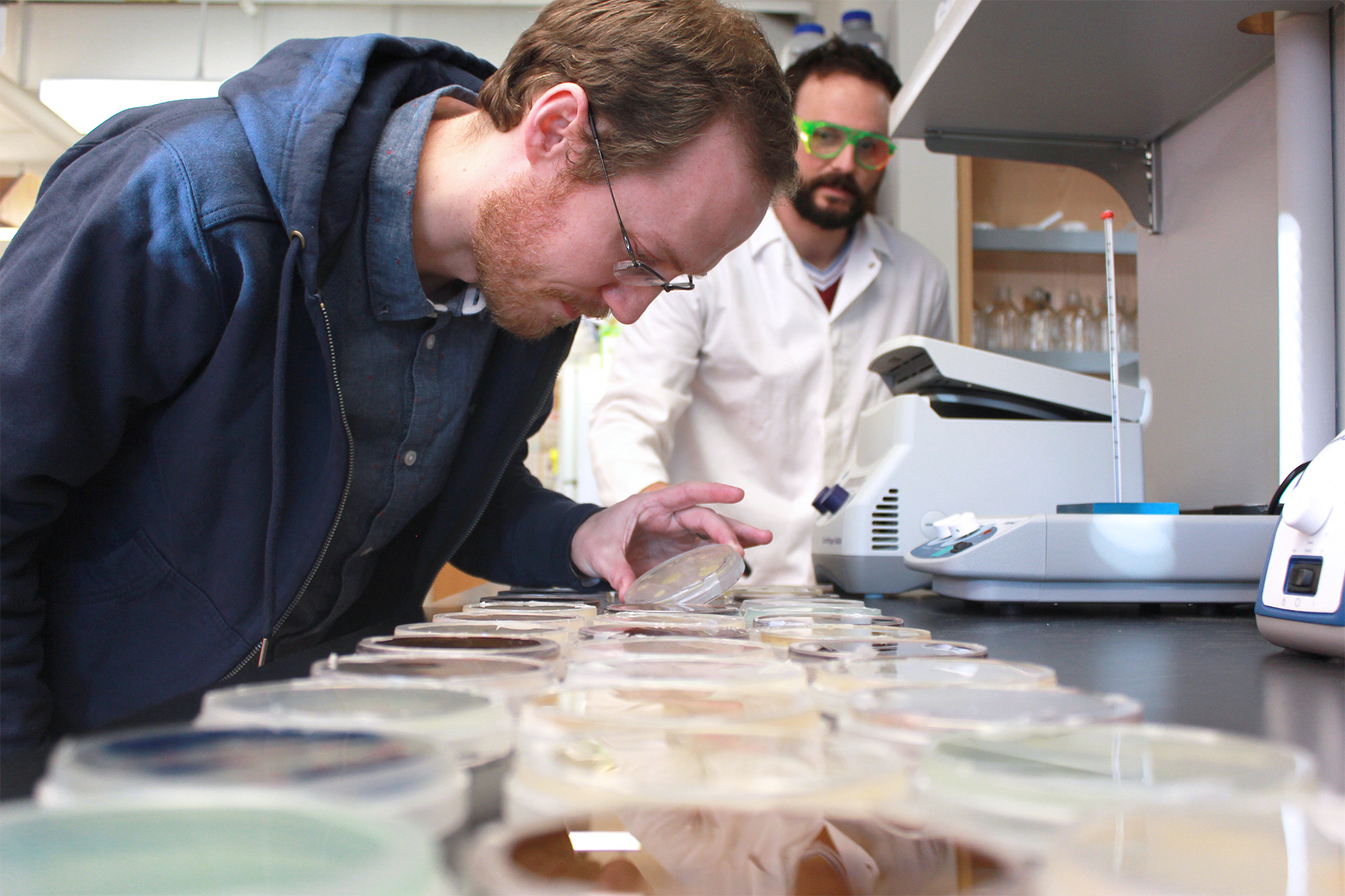 Researchers looking at petri dishes