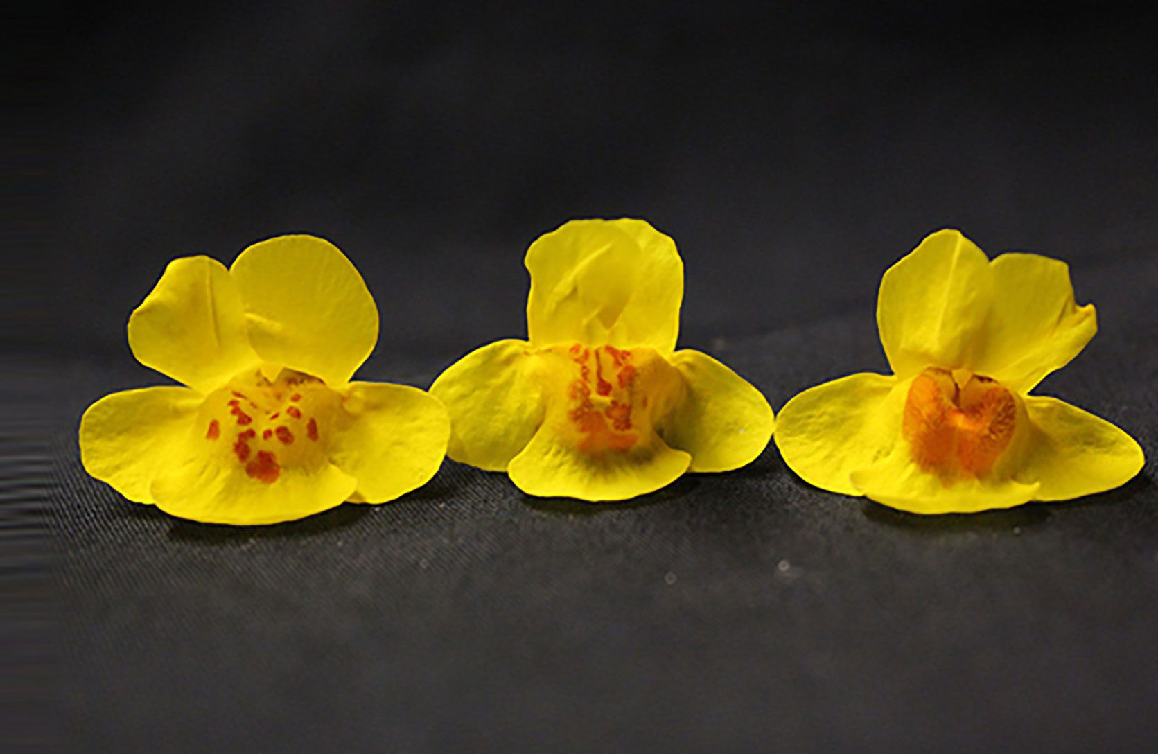 monkeyflowers against a black backdrop