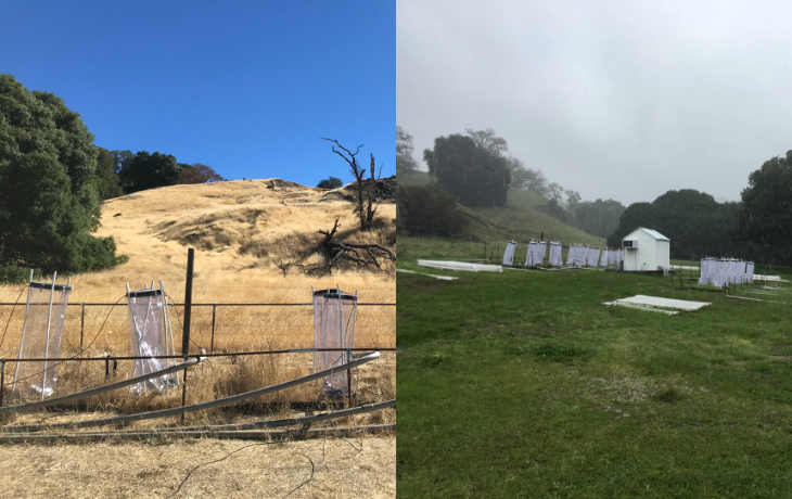 Field sites where Alexa Nicolas sampled from, it is a composite image. Left is dry field site, right is wet field site.