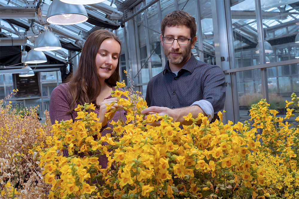 A student and a professor examine yellow monkeyflowers in a greenhouse