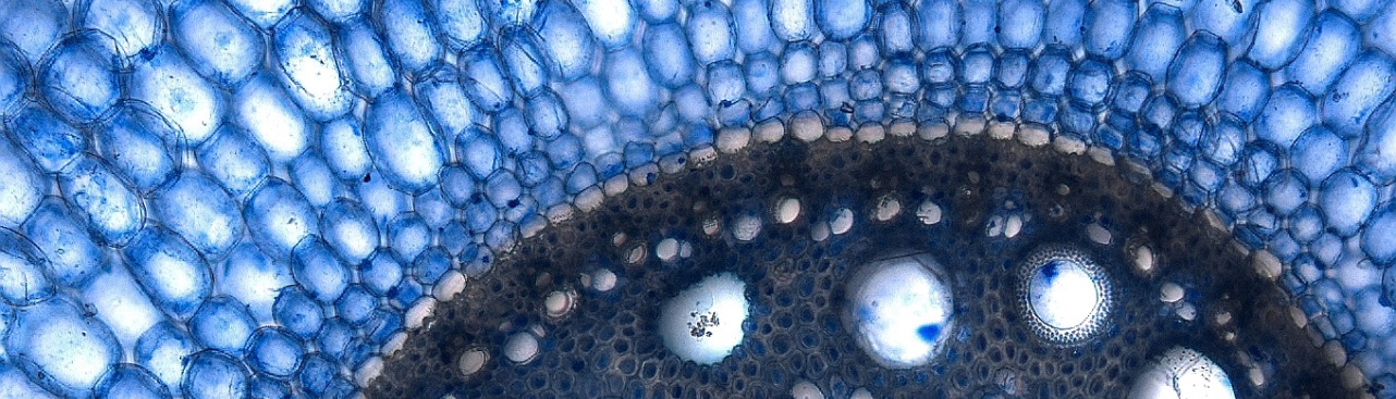 Close-up view of cells inside of a sorghum root, captured using confocal microscopy.