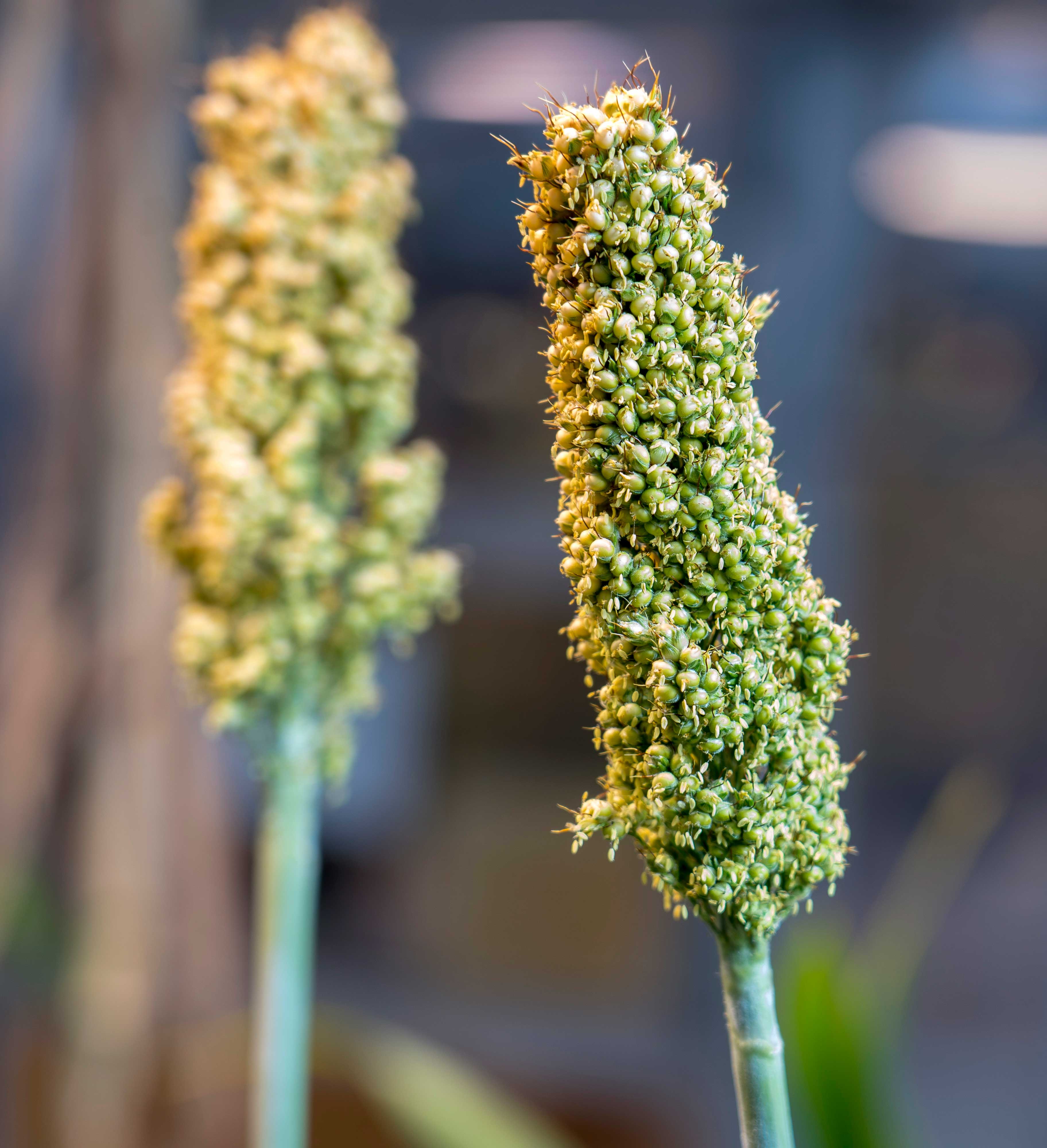 closeup of of millet