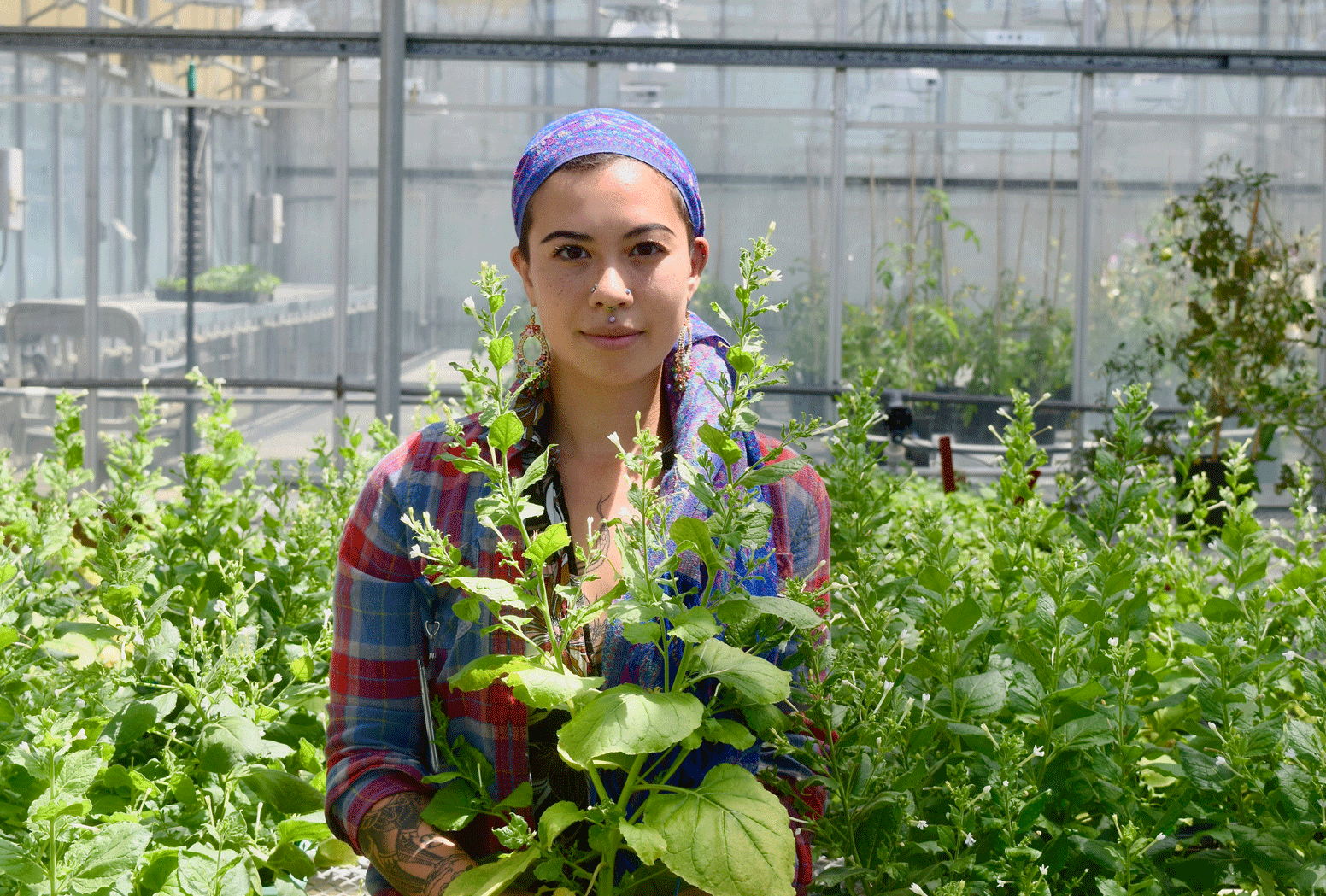 A young person standing in a greenhouse with research plants