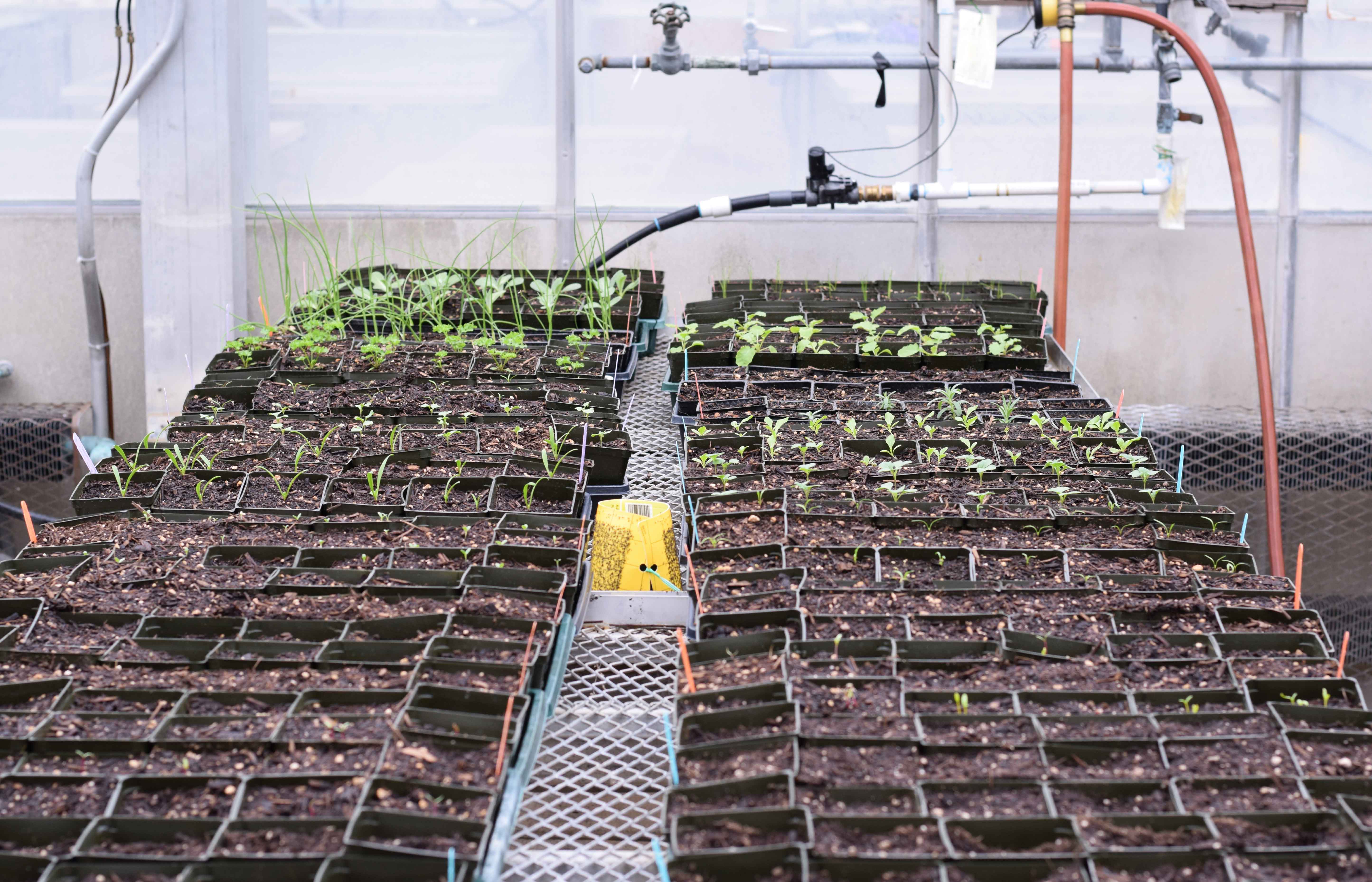 research plants in a greenhouse