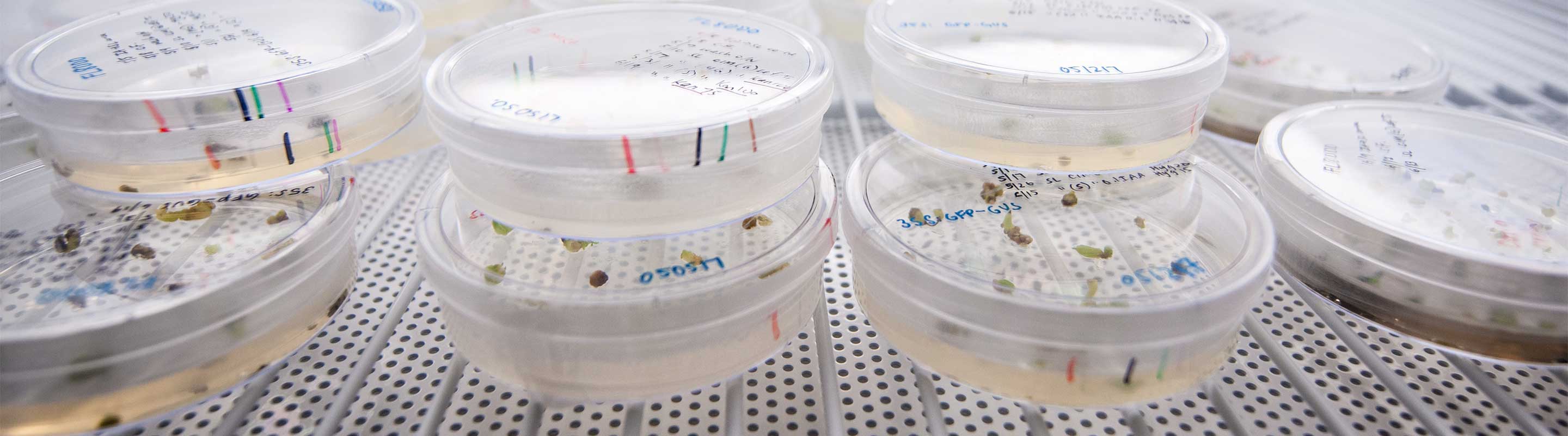 petri dishes with research samples
