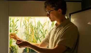 A researcher examining leaves of rice plants in a lab