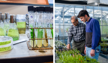 Two images: test tubes in a lab, two people looking at plants in a greenhouse