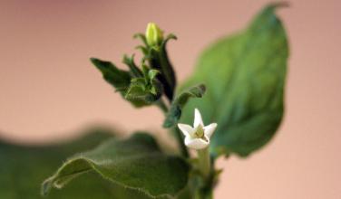 A close-up photo of a plant with a small white flower. Photo by Charles Andres via wikimedia commons (CC BY-SA 3.0)
