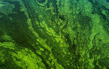 An image of green algae floating on the surface of a pond.
