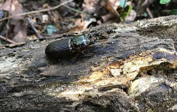 A “bessbug” beetle on a rotten log
