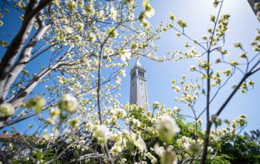 Flowers in the front field with the campanile in the background