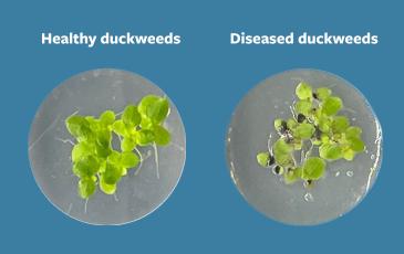 A composite image showing health duckweeds next to diseased duckweeds.