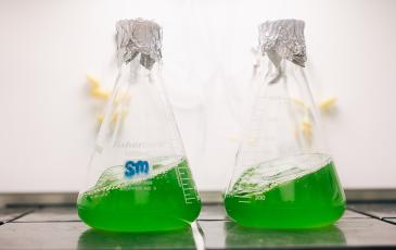 2 glass laboratory flasks with green chemicals covered by aluminum foil 