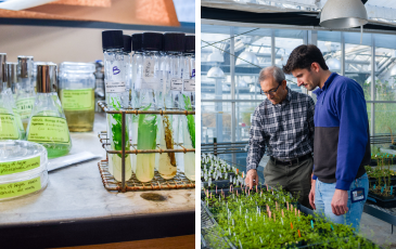 Two images: test tubes in a lab, two people looking at plants in a greenhouse