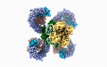 Three-dimensional rendering of the structure of the resistosome ROQ1