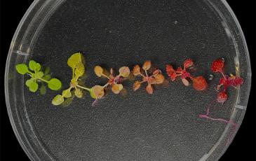 Image of science platter with agrobacterium