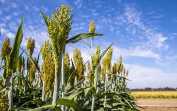 A photo of green Sorghum growing at the Agronomy Field Headquarters. Photo by Marilyn Sargent
