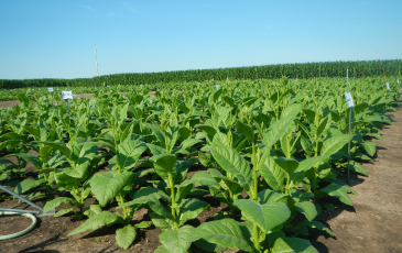 Soybeans growing outdoors