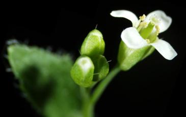 image of a small bud of a white plant against a black background 