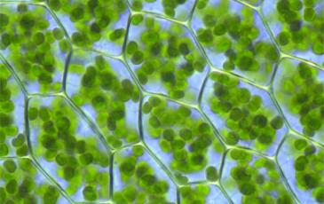 Chloroplasts, courtesy of Kristian Peters, Wikipedia