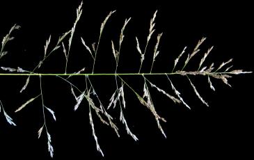 image of lovegrass plant on a black background