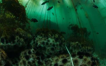 An underwater scene showing sea urchins and seaweed in murky green water