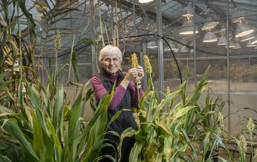Peggy Lemaux in her greenhouse holding sorghum plants