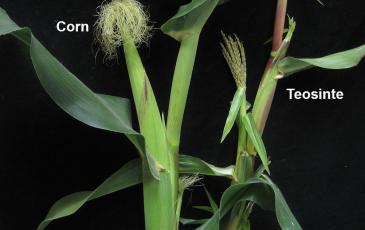 Close up of corn and teointe plants