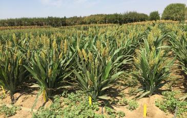 A field of sorghum plants