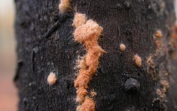 Neurospora fungus growing on dead wood at a controlled burn site in North Carolina.