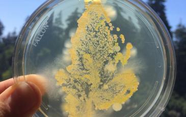 Two fingers holding up a petri dish with the imprint of a leaf formed by bacteria.