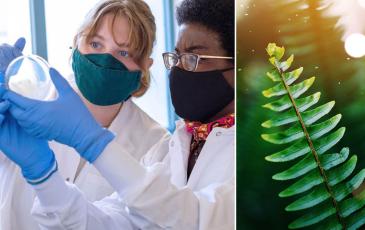 Two images - researchers looking at a petri dish and a fern. 