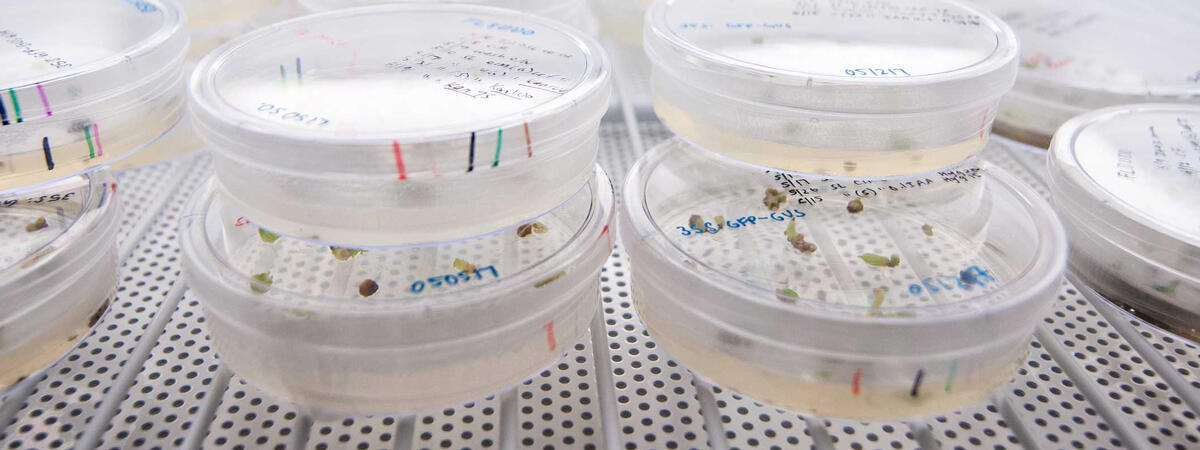A photo of petri dishes with research samples. Photo by Keegan Houser