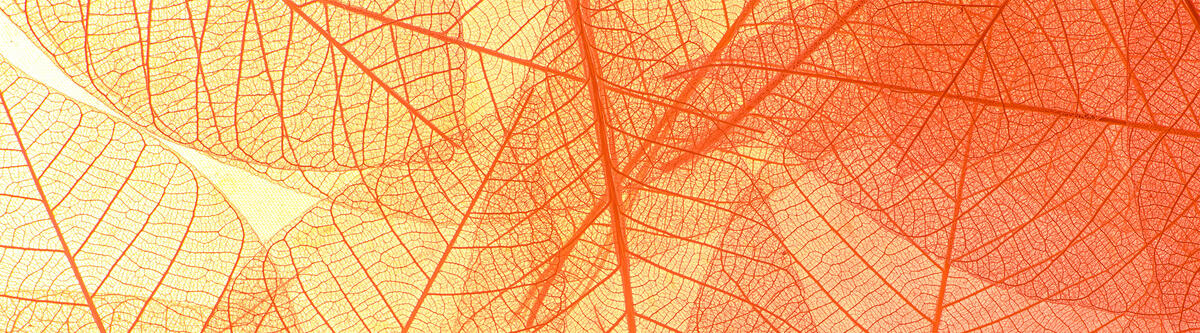 An artistic image of plants overlapping