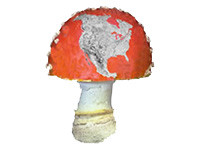 A logo for the North American Mycoflora Project