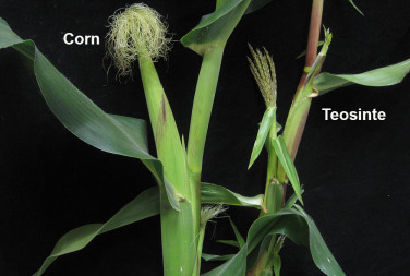 Close up of corn and teointe plants