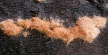 The fungus Neurospora colonizing a burnt tree in the Lake Tahoo region after a fire (Photo by John Taylor)