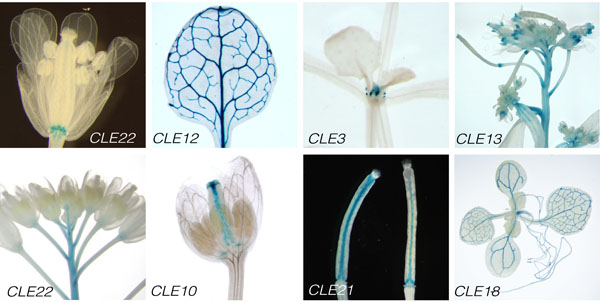 Promoter-driven GUS expression patterns of various CLE genes in Arabidopsis seedlings, leaves, stems, flowers and siliques